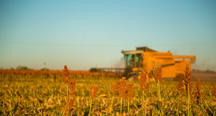 Fototapeta premium Harvest sorghum planting