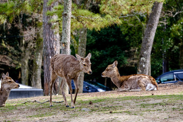 Deer in Nature Park