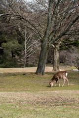 Obraz na płótnie Canvas Deer in Nature Park