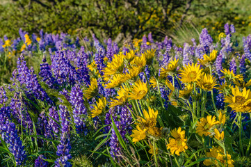 Obraz premium WIldflower praire with Balsamroot and Lupine