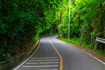 Beautiful Road in Forest