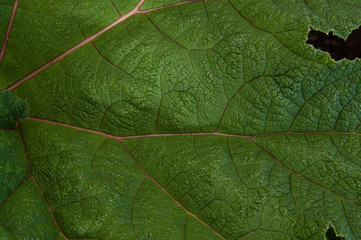 Macro close up detail of large green leaf
