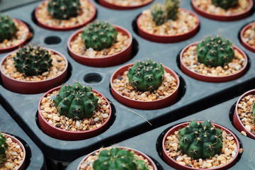 Hobby gardening with many of sprout cactus in Nursery
 garden for sale make money 