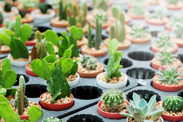 Hobby gardening with many of sprout cactus in Nursery
 garden for sale make money 
