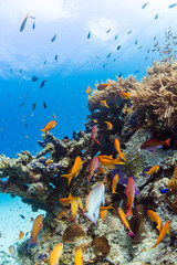 Fototapeta na wymiar Fishes Living in Small Reef