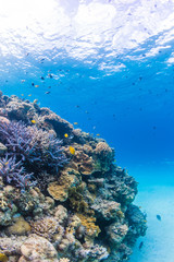 Fototapeta na wymiar Clear Blue Water and Colorful Coral Reef