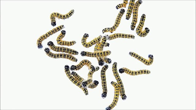 caterpillar macro, Phalera bucephala, Raupe Mondvogel
