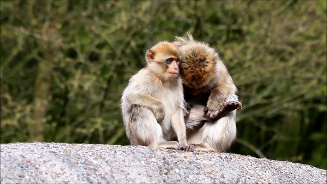 monkey sitting on a rock, Macaca sylvanus 
