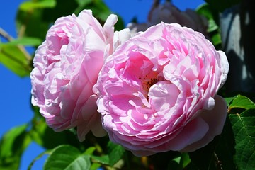 Obraz premium Two pink flowers of rose Constance Spry, Austin 1960 with leaves against blue sky