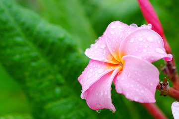Pink plumeria flower.