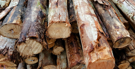 Stacked wood pine timber for construction buildings Background