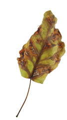 bodhi leaf vein isolated on white background