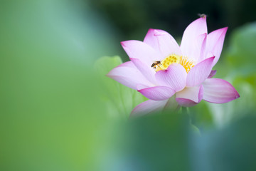 beautiful summer pink lotus with nice background
