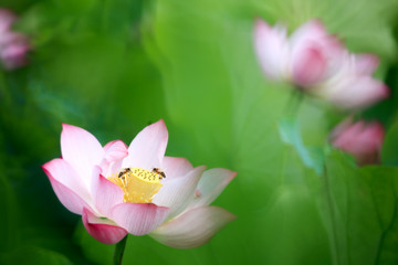 Fototapeta na wymiar beautiful summer pink lotus with nice background