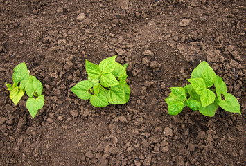 Young bean plants in the garden - oncept of a new life