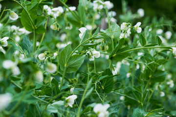 Fototapeta na wymiar Fresh pea plants in an early spring garden