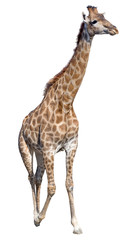 Obraz premium Giraffe isolated on white background