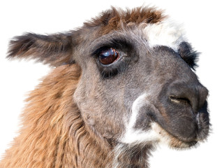 Fototapeta premium Beautiful lama portrait