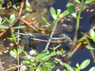 Dragonfly Pair