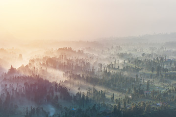 Coniferous Forest with sun beam at Bromo Tengger Semeru National Park, East Java, Indonesia