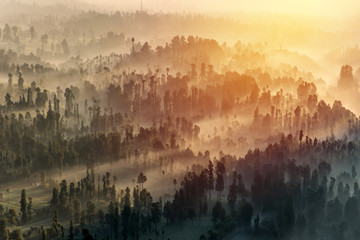 Coniferous Forest with sun beam at Bromo Tengger Semeru National Park, East Java, Indonesia