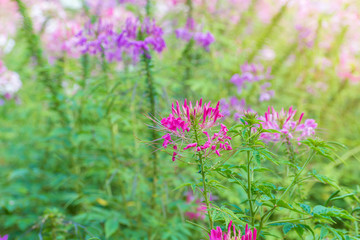 Cleome flower (Cleome hassleriana) or spider flower in beautiful garden