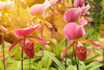 Fototapeta na wymiar colorful of lady's slipper orchid in Beautiful garden (Paphiopedilum Callosum)