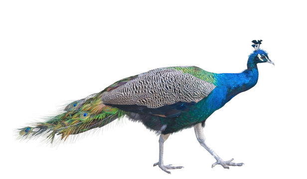 Fototapeta The big peacock
