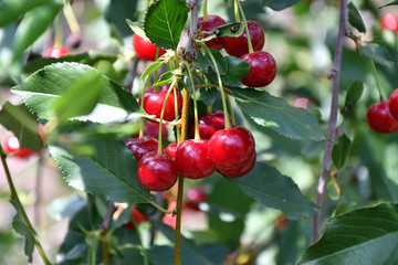 Fototapeta premium Ripe Berry cherry