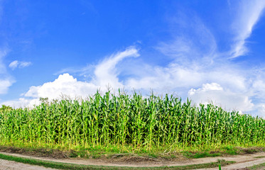 Landscape of corn field with the sunset on the farm, Green corn and beautiful blue sky, Corn farm and sunset at local city