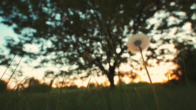 A lone dandelion against the setting sun. A lone dandelion against the setting sun.
