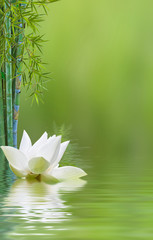 Obraz na płótnie Canvas fleur de lotus et bambous