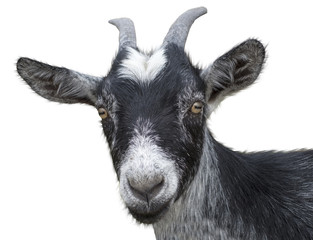 black goat