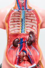 Close-up of Internal organs dummy on white background. Human anatomy model. Anatomical body...