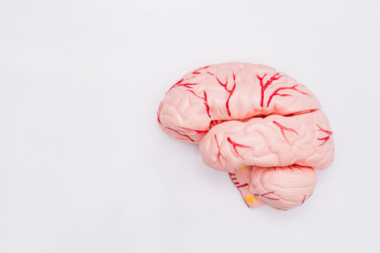 Close-up of Internal organs dummy on white background. Human anatomy model. Anatomy of the Brain.