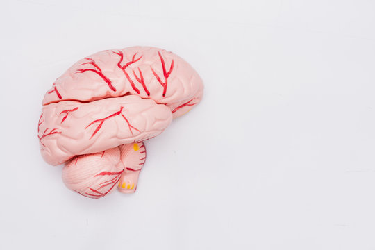 Close-up of Internal organs dummy on white background. Human anatomy model. Anatomy of the Brain.