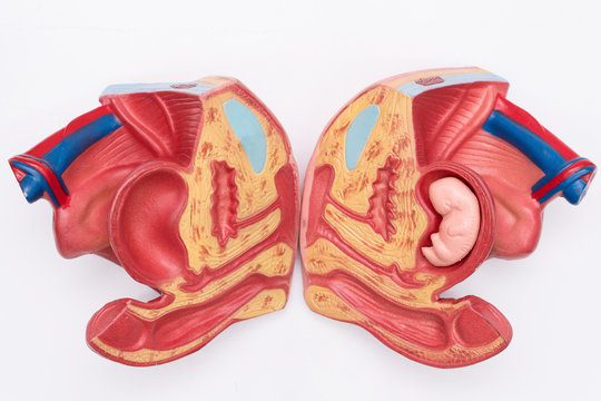 Close-up of Internal organs dummy on white background. Human anatomy model. Female reproductive system.