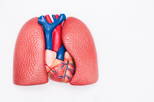 Close-up of Internal organs dummy on white background. Human anatomy model. Heart and Lungs Anatomy.