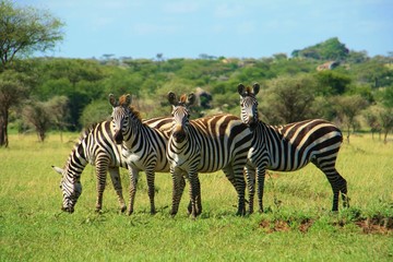 Fototapeta na wymiar Zebra family in Tanzania
