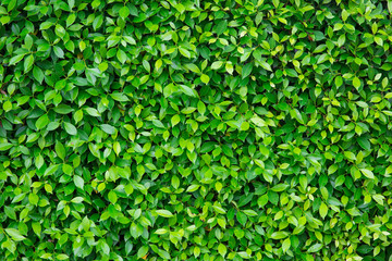 Green leaf Background