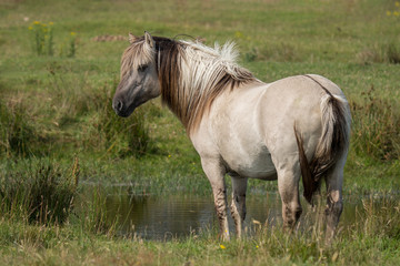 Konik an der Tränke © gebut