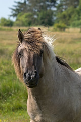 Konik Portrait