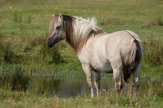 Konik an der Tr&auml;nke