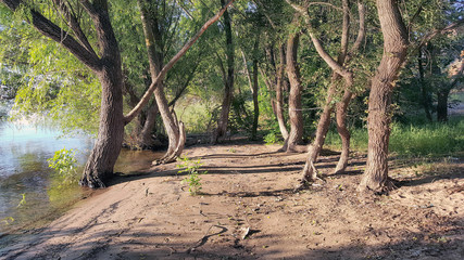 the trees in the rays at sunrise on the banks of the Volga river in Russia