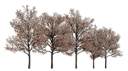 Group of trees isolated on white 3d illustration