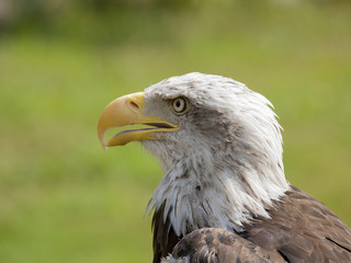PIGARGO AMERICANO