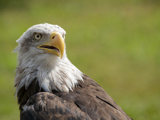 PIGARGO AMERICANO