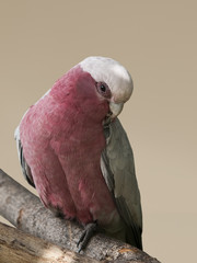 LORO EOPLOPHUS ROSEICAPILLUS
