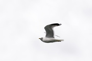 GAVIOTA EN VUELO