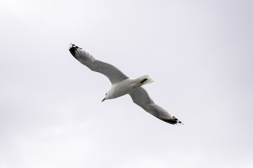 GAVIOTA VOLANDO